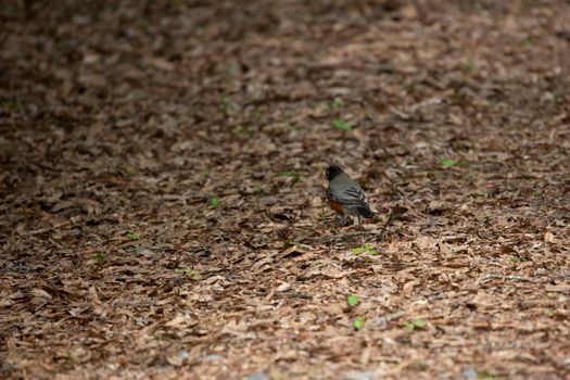 American robin (Turdus migratorius) foraging on the ground for worms