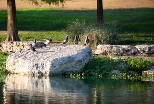 Flock fo rock pigeons (Columba livia) on a flat rock near a lake