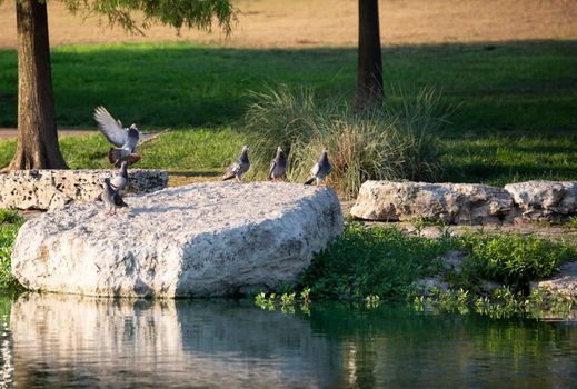 Rock pigeon (Columba livia) landing on a rock with its flock on a flat rock near a lake