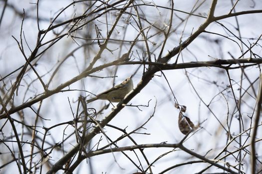 Majestic, curious ruby-crowned kinglet (Regulus calendula) on a branch on a cool day