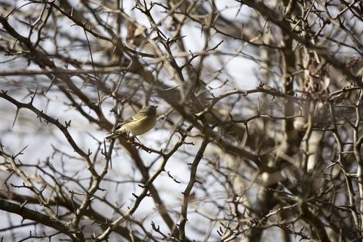 Ruby-crowned kinglet (Regulus calendula) looking around from its branch