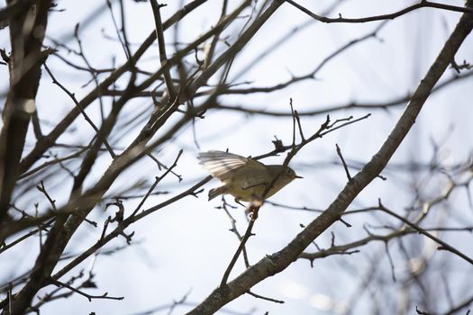 Ruby-crowned kinglet (Regulus calendula) landing on a branch on a cool day