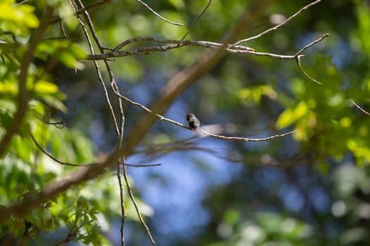 Ruby-throated hummingbird (Archilochus colubris) perched on a tiny tree twig