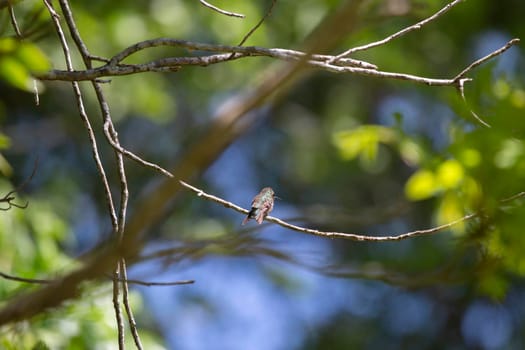 Ruby-throated hummingbird (Archilochus colubris) perched on a tiny tree twig