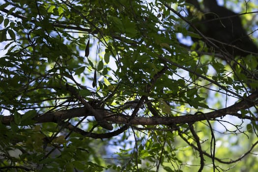 Tufted titmouse bird (Baeolophus bicolor) perched on a tree branch