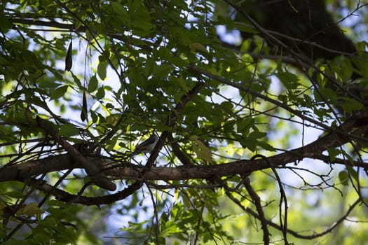 Tufted titmouse bird (Baeolophus bicolor) perched on a tree branch