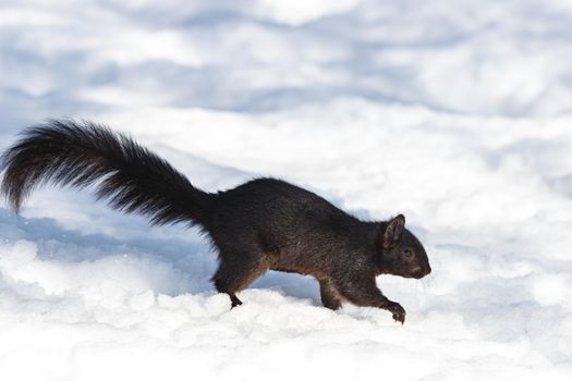 An eastern gray squirrel with black fur walks cautiously through snow. The squirrel has a melanistic phenotype.