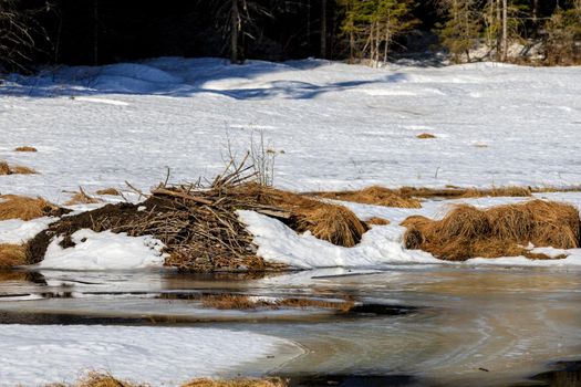 A beaver lodge consisting of gathered branches against a mound of dirt in a marsh is frozen over and covered in snow in the winter.
