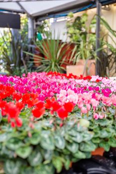 Display of red, magenta, and pink beautiful begonias on pots inside shop. Beautiful flowers for sale inside store with plants as background. Houseplants and nature