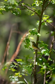 White-eyed vireo bird (Vireo griseus) perched on a bush branch