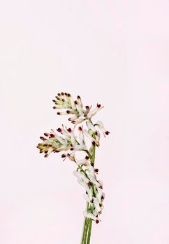 White flowers of common fumitory -fumaria officinalis - against pink background , spontaneous flower during springtime