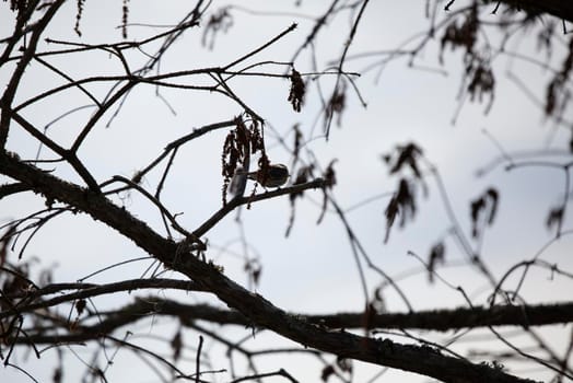 Yellow-rumped warbler (Setophaga coronata) on a tree limb