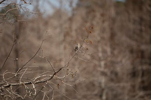 Female yellow-rumped warbler (Setophaga coronata) looking around curiously