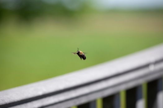 Bumblebee (Bombus) in flight above a nature boardwalk