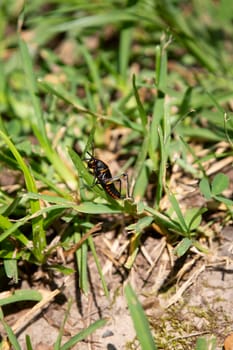 Southeastern lubber grasshopper (Romalea microptera) climbing blades of grass