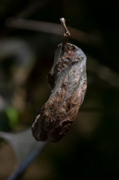 Fall webworms (Hyphantria cunea) nestled in a tree cocoon wrapped around dying leaves during the Autumn season against a dark background