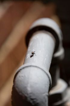 Flesh fly (Sarcophagidae) on a grey water pipe next to a red brick building