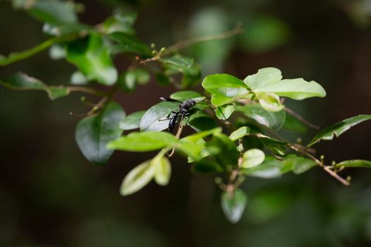 Organ pipe mud dauber (Trypoxylon politum) on a green leaf