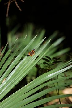 Red admiral butterfly (Vanessa atalanta) perched on the frond of a palmetto bush
