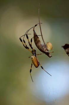 Golden orb weaver spider (Nephila) hanging from its web