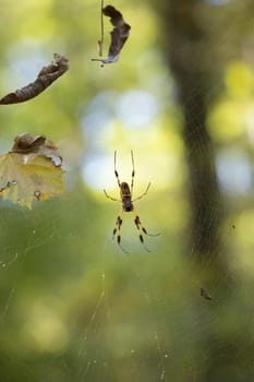 Golden orb weaver spider (Nephila) on its web