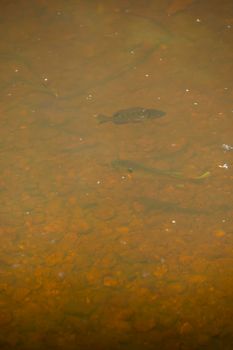 Baby fish swimming in a shallow, slow moving creek