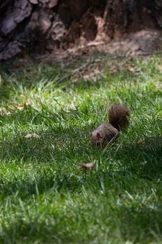 Squirrel digging for its buried treasure near a tree