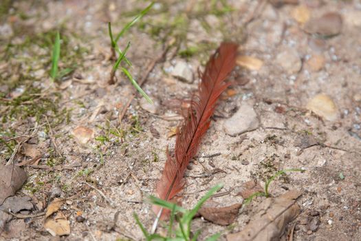Long, red and black feather from a male cardinal (Cardinalis cardinalis)