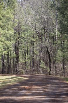 Red dirt road winding through a forest containing pine trees