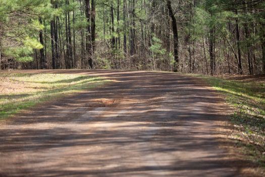 Red dirt road winding through a forest containing pine trees