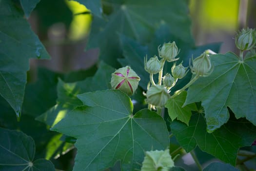 Unopened flower blooms surrounded by large, green leaves