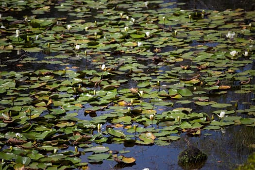 Lily pads (Nymphaeaceae) and lotus flowers (Nelumbo nucifera) floating along the top of a lake