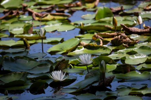 Close up of lily pads (Nymphaeaceae) and lotus flowers (Nelumbo nucifera) floating at the top of a lake