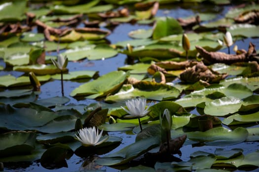 Close up of lily pads (Nymphaeaceae) and lotus flowers (Nelumbo nucifera) floating at the top of a lake