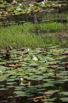 Lily pads (Nymphaeaceae) and lotus flowers (Nelumbo nucifera) floating along the top of a lake
