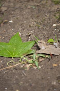 Green sweetgum leaf (Liquidambar) on the ground in wet dirt near dried water oak leaves (Quercus nigra)