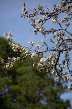 White flowering blooms on a Bradford pear tree (Pyrus calleryana) with a pine tree in the background