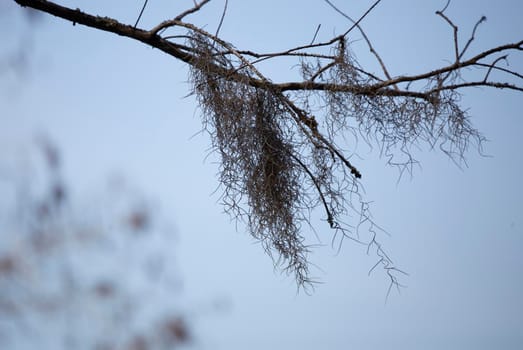 Spanish moss (Tillandsia usneoides) hanging from a tree limb on a cool day