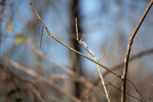 Bare, thin tree limbs on a cool day