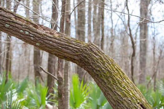 Lonely, bent tree trunk cutting through a forest on a cool day