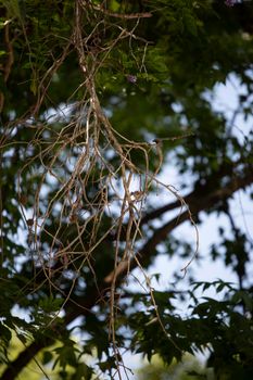 Close up of dried branches hanging from a tree