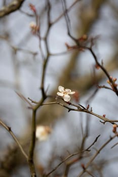 White flower blooming on a bare limb on a cold day