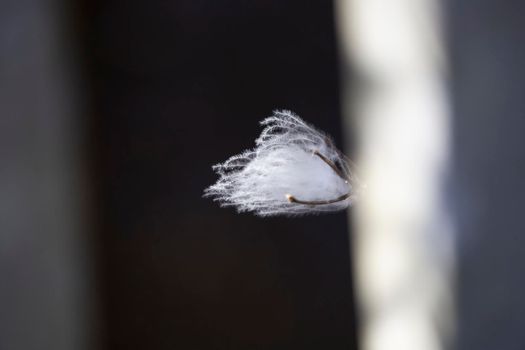 White weed bloom waving in the wind near water between the bars of a fence