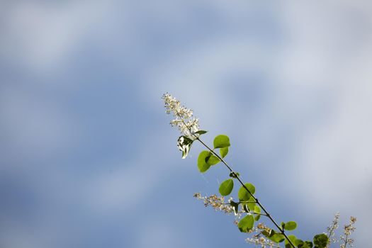 White blooms growing at the tip of a bush limb