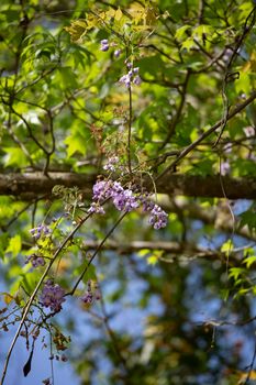 Wisteria blooms  as they wither on the vine