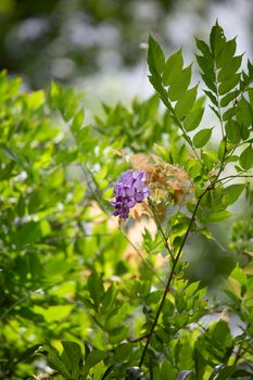 Bloom of wisteria hanging over a green bush