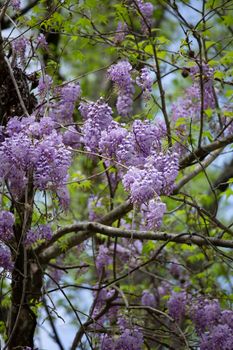Wisteria blooms hanging down from vines intertwined in trees