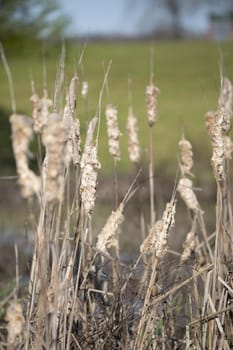 Dried bulrushes at the edge of a swamp