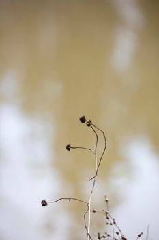 Dried weeds growing in front of a body of dark brown water