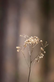 Close up of a bouquet of dried weeds